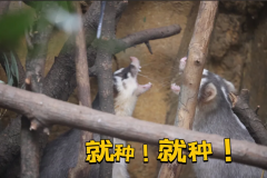 咦，这里怎么还种葱啊？