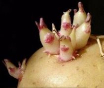 最毒的哪几种蔬菜？千万别吃。