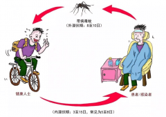 夏天来了，有一种热叫“登革热”