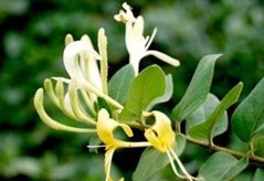 夏季怎么泡金银花茶养生